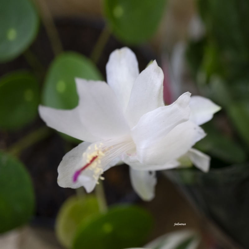 MICRO FLOR BRANCA,