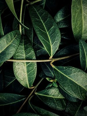 LEAF GREEN LEAF