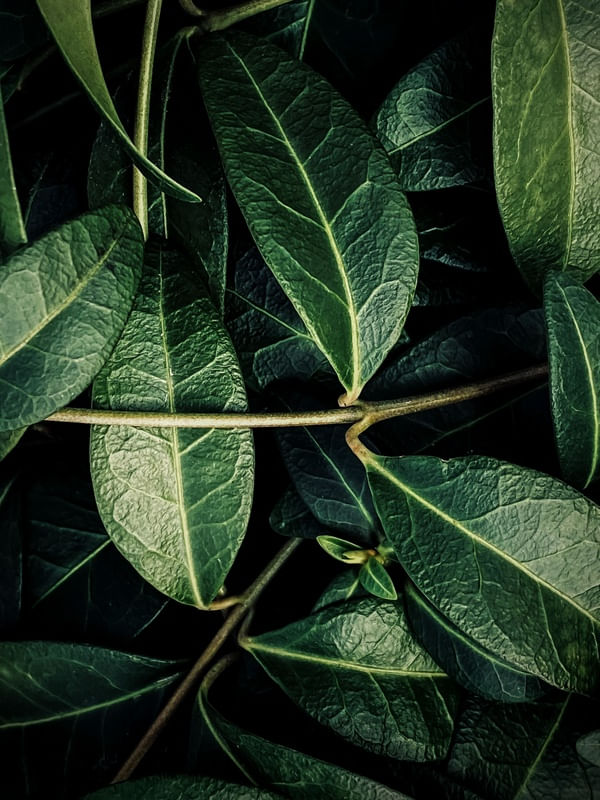 LEAF GREEN LEAF