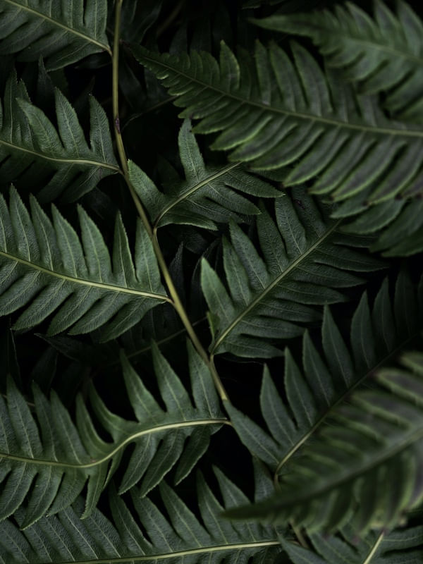 LEAF GREEN LEAF 2