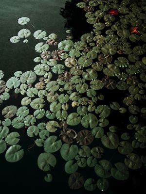 LAKE LEAF GREEN
