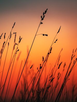SUNSET LEAF