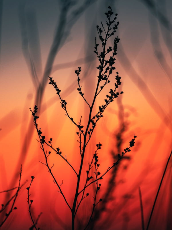 SUNSET LEAF 2