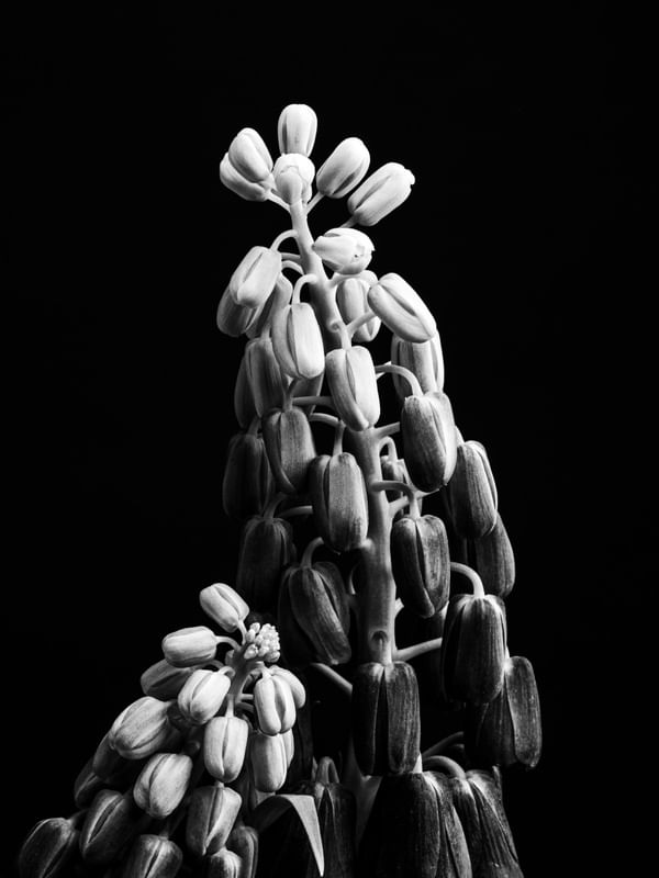 FLOWER DETAIL 1