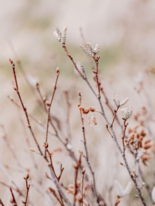 FLOWER DETAIL 3