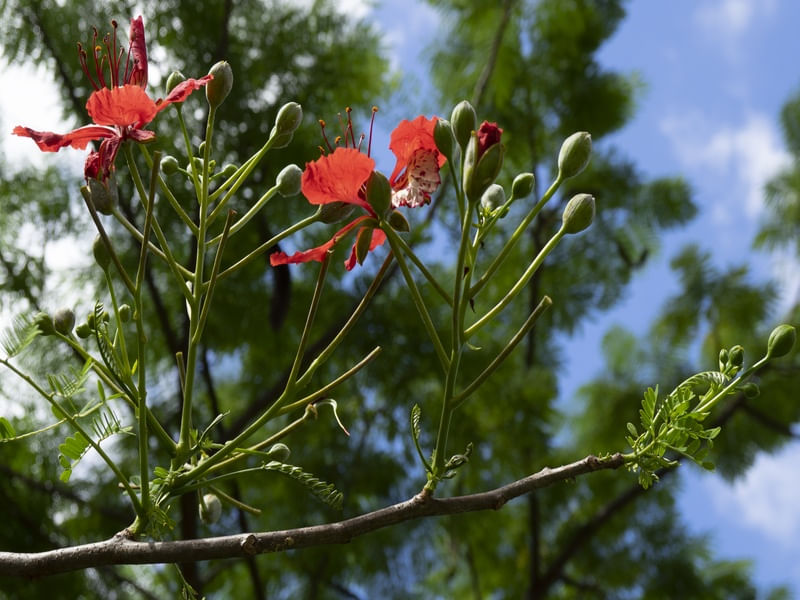 JARDIM ELEVADO