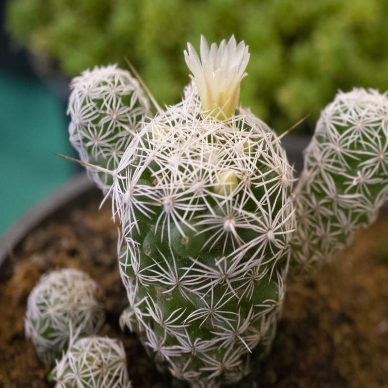 MICRO VERDE