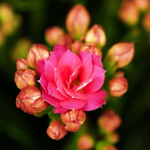 PRESENTE FLOR