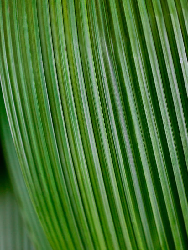 FOLHA VERDE JARDIM BOTÂNICO