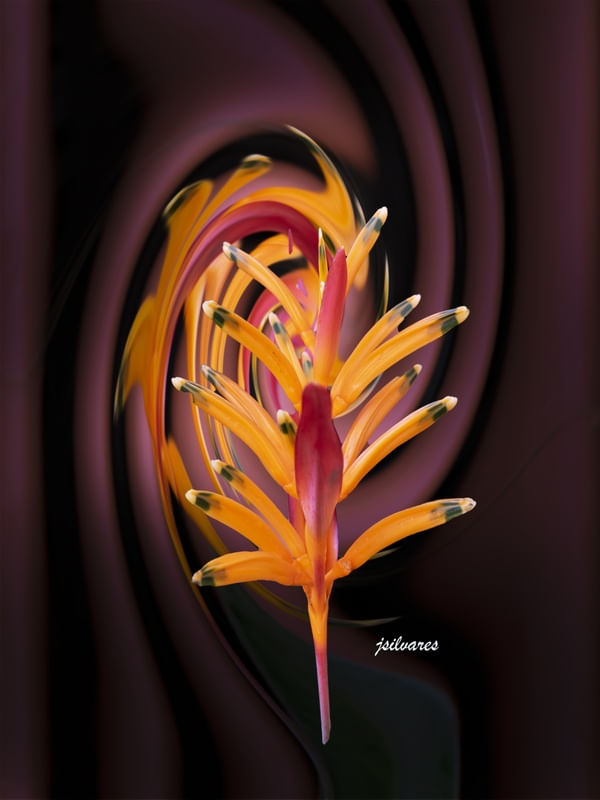 ACENO DA FLOR