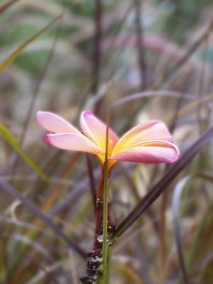 FLOR DE CAMPO