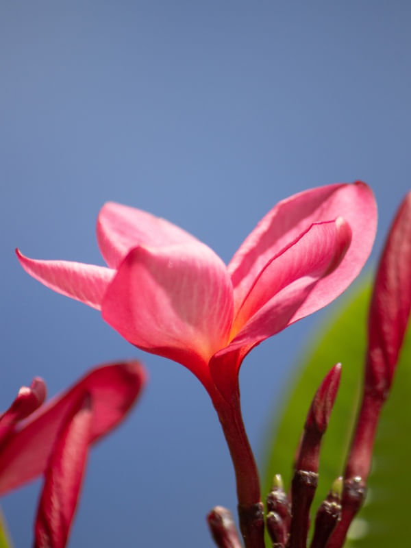 FLOR DE JASMIM-MANGA I
