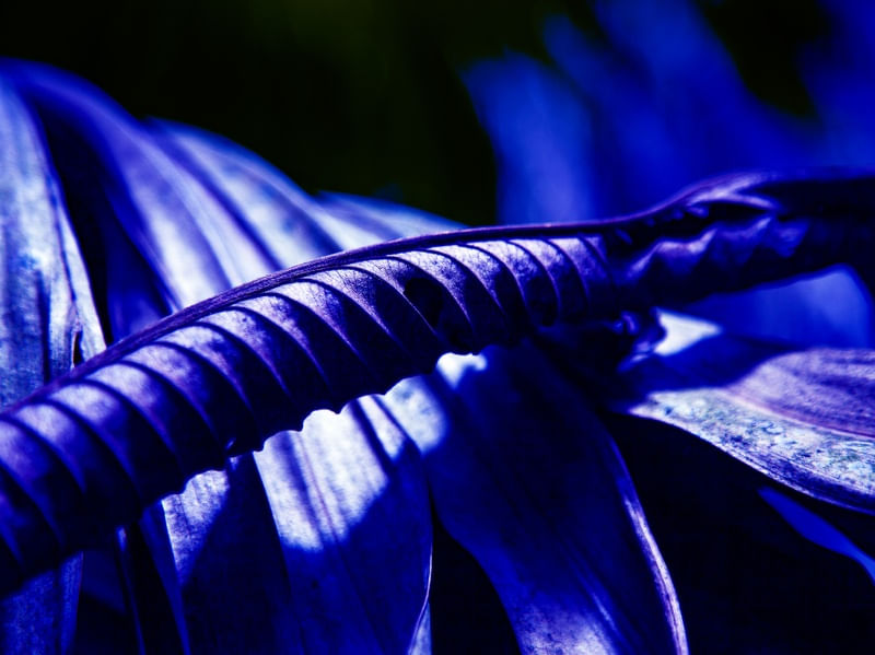NATUREZA ABSTRATA 1961