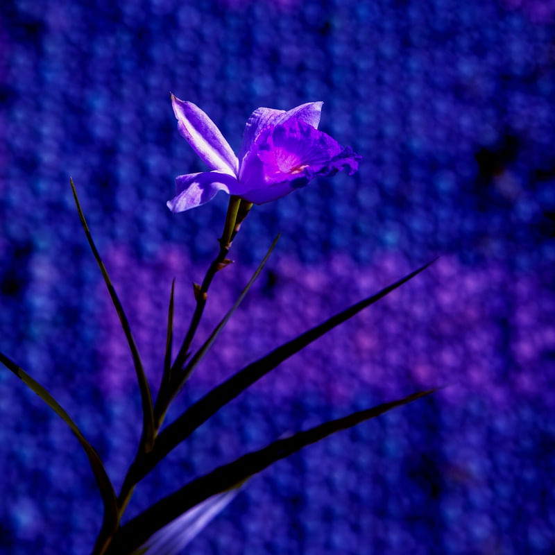 ORQUÍDEA BAMBU 1890