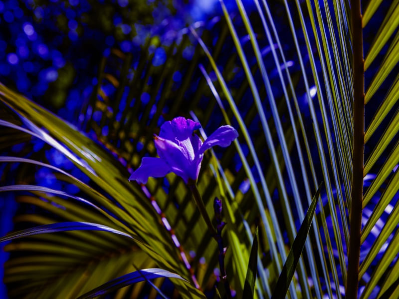 ORQUÍDEA BAMBU 1894