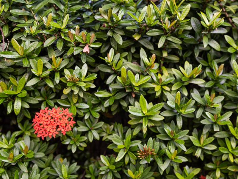 DETALHE DO JARDIM - MANAUS, AMAZONAS