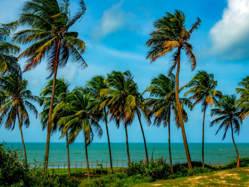 PAISAGEM COQUEIROS 3