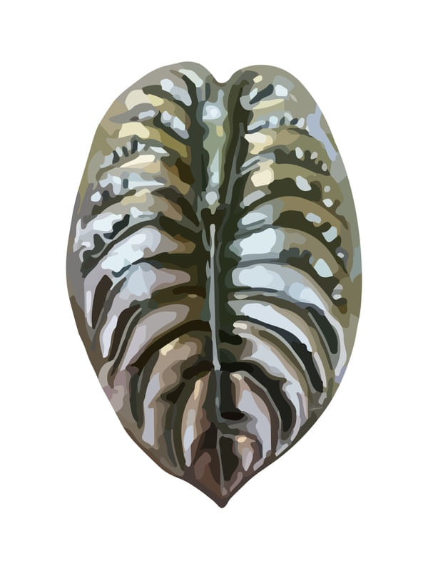 ALOCASIA CUPREA