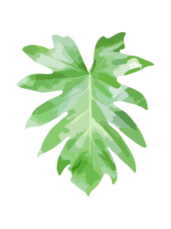 PHILODENDRON XANADU