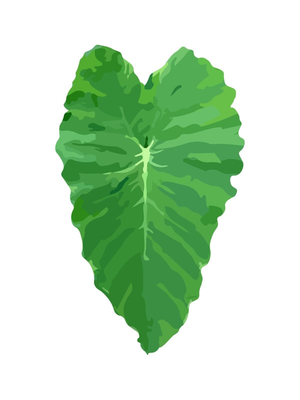 COLOCASIA ESCULENTA