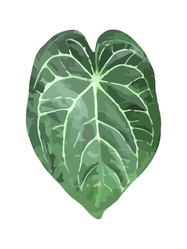 ANTHURIUM MAGNIFICUM