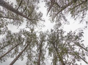 A FLORESTA NO CÉU