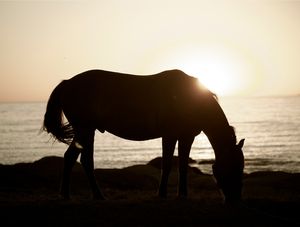 CAVALO NO MAR