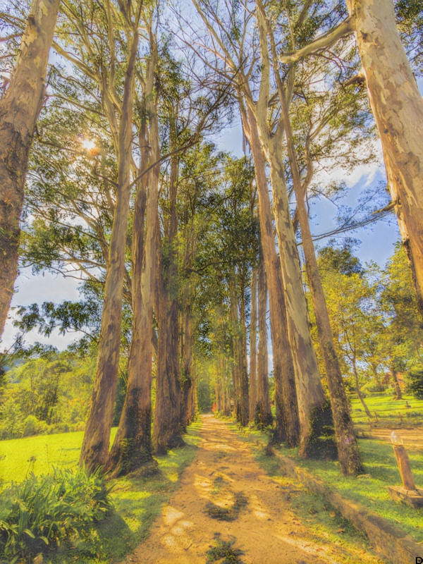 CAMINHANDO ENTRE ÁRVORES