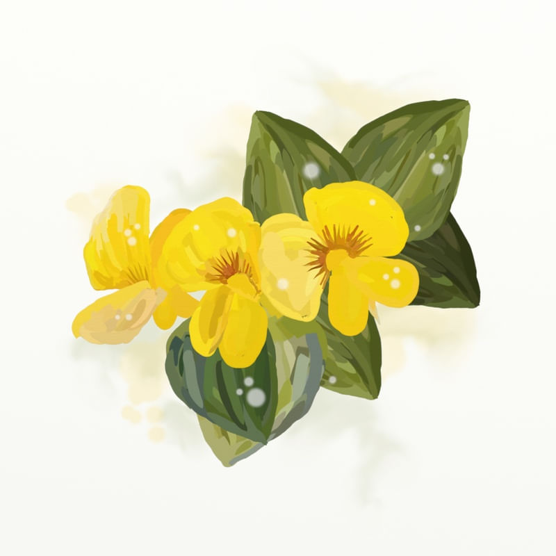 FLORAÇÃO 044