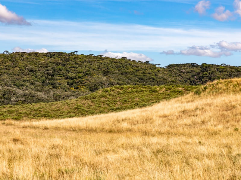 FLORESTA NOS CAMPOS DE CIMA DA SERRA