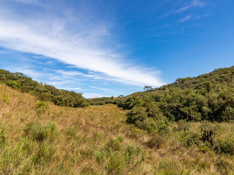 CAMPOS DE CIMA DA SERRA COM FLORESTA E CÉU AZUL