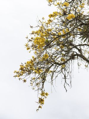 IPÊ AMARELO DESFLORESCENDO