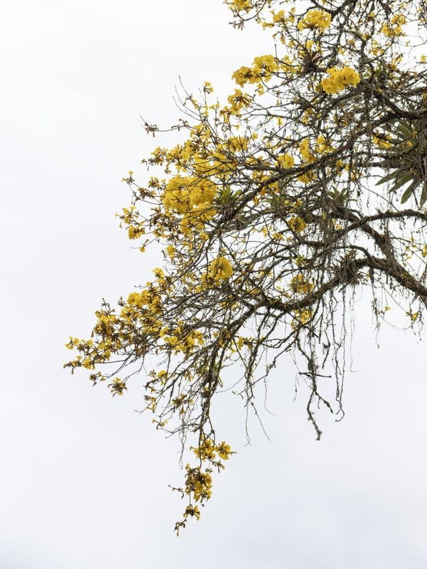 IPÊ AMARELO DESFLORESCENDO