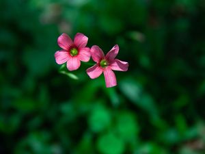 FLOR PEQUENA COR DE ROSA