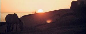 HORSE MAGIC HOUR