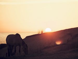 HORSE MAGIC HOUR PAISAGEM