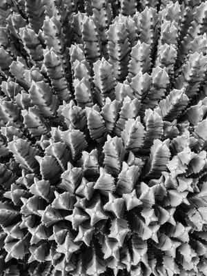 EUPHORBIA RESINIFERA - PB