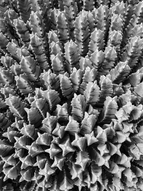 EUPHORBIA RESINIFERA - PB