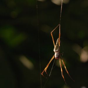 ARANHA EM SUA TEIA