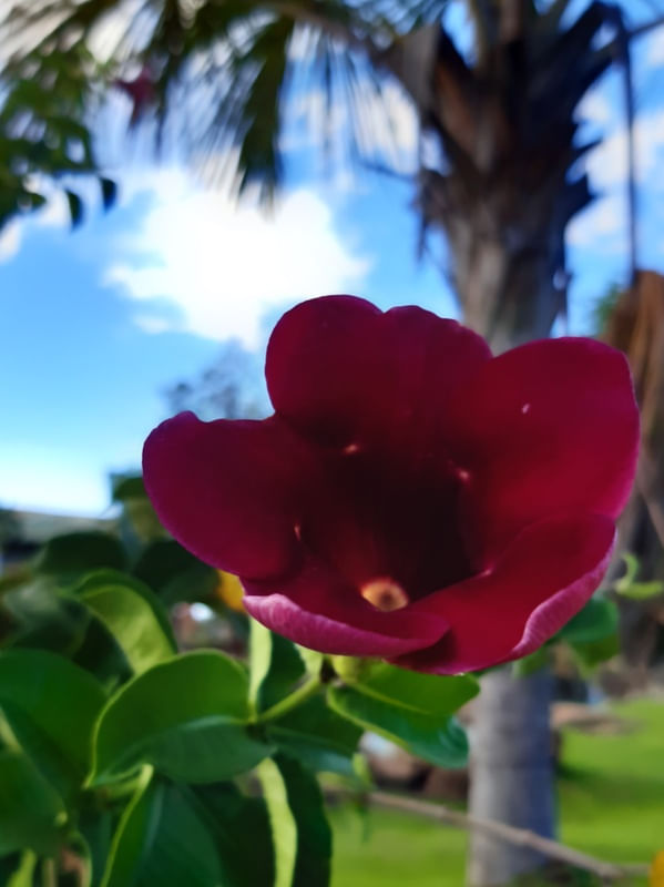 FLOR EM PALMAS