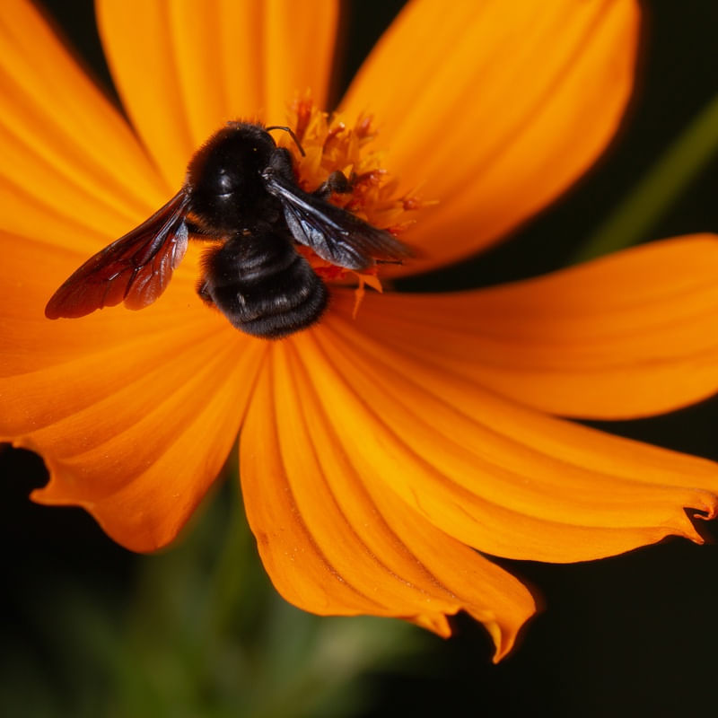 ABELHA PRETA RARA EM FLOR