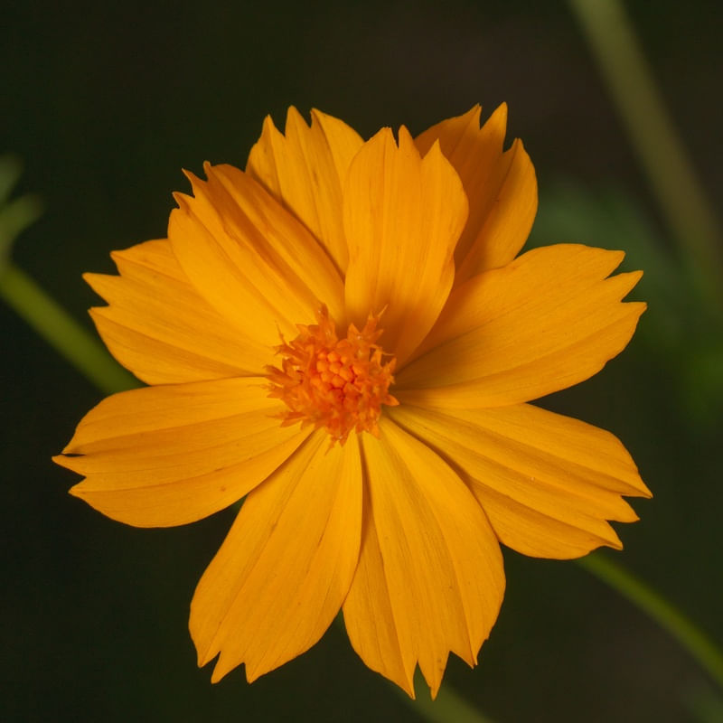 FLOR NO JARDIM