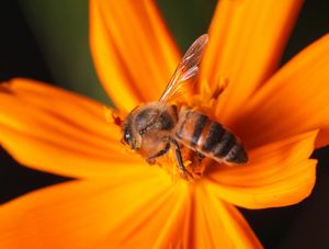 ABELHA NA FLOR LARANJA
