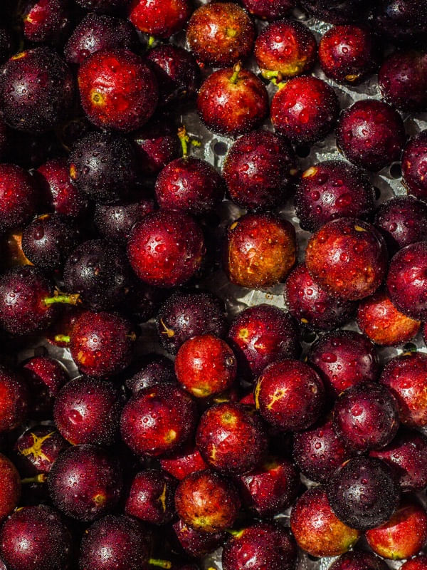 COLHEITA DE JABUTICABA
