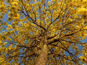 IPÊ_AMARELO
