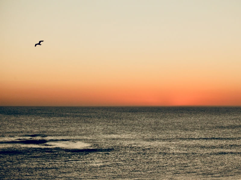 FLY BIRD FLY