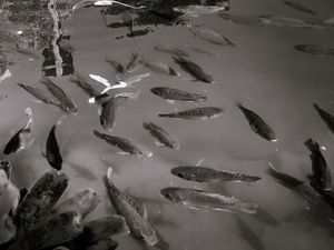 PEIXES VOANDO