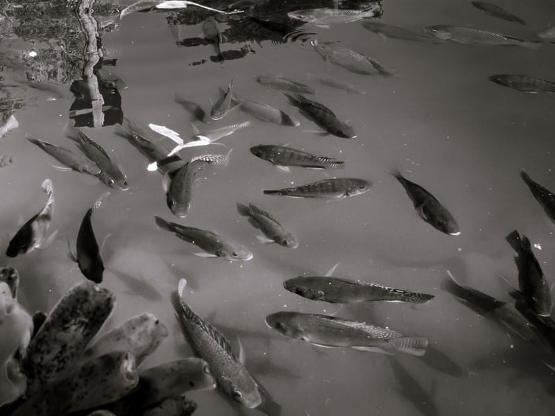 PEIXES VOANDO