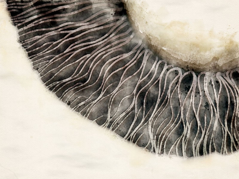 WHITE MUSHROOM