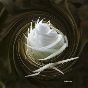 FLOR DA LUA